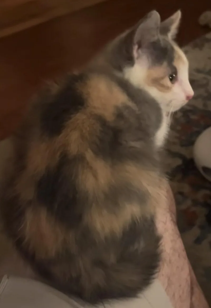 Lillian thumbnail 5