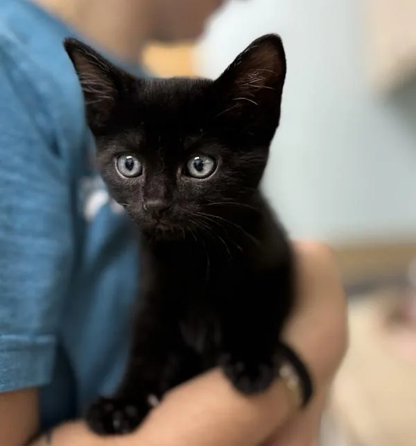 A baby medium-sized female Domestic Short Hair cat named Ariel for adoption in Sioux City, IA