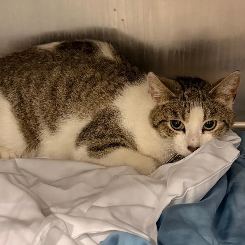 An adult medium-sized female White Domestic Short Hair cat named Violet Bridgerton for adoption in Chattanooga, TN
