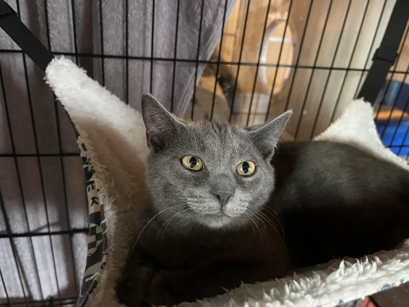 A baby small-sized female Gray / Blue / Silver Domestic Short Hair cat named Mopsy for adoption in Salisbury, MA