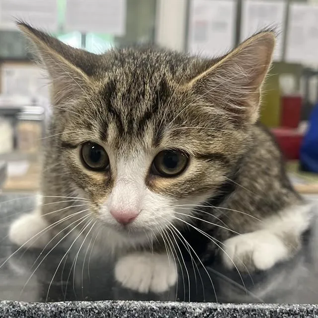 A baby small-sized female Domestic Short Hair cat named Aria for adoption in Upper Marlboro, MD
