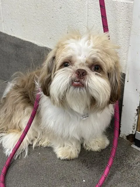 A young small-sized male Shih Tzu dog named Zack for adoption in Upper Marlboro, MD