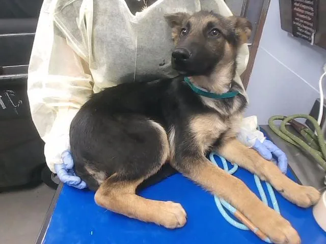 A baby large-sized male German Shepherd Dog dog named Eddy for adoption in Phoenix, AZ