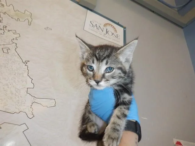 A baby small-sized male Domestic Short Hair cat named Cooper for adoption in San Jose, CA