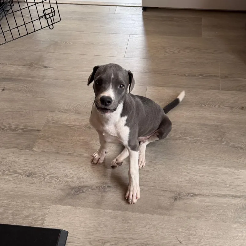 A baby small-sized male Gray / Blue / Silver Chihuahua dog named Arnold for adoption in Southside, TN