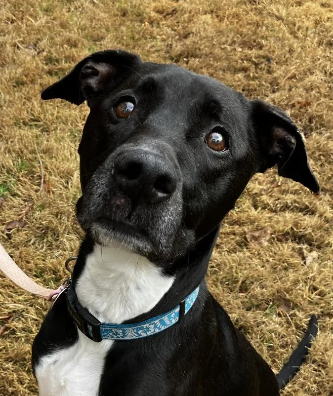 An adult large-sized male Black Labrador Retriever dog named Max for adoption in Decatur, GA