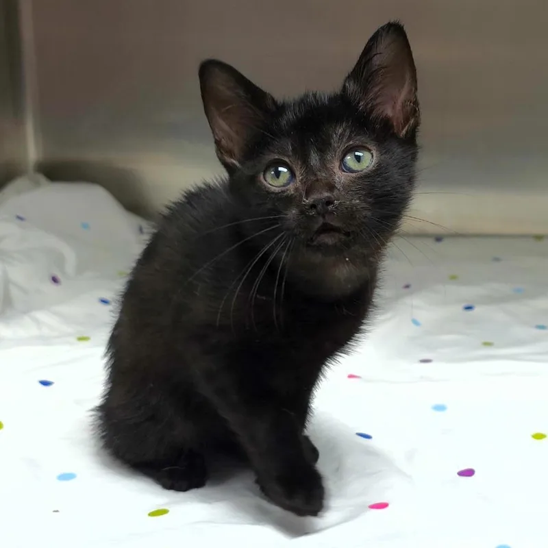 A baby small-sized male Black Domestic Short Hair cat named Bender for adoption in Michigan City, IN
