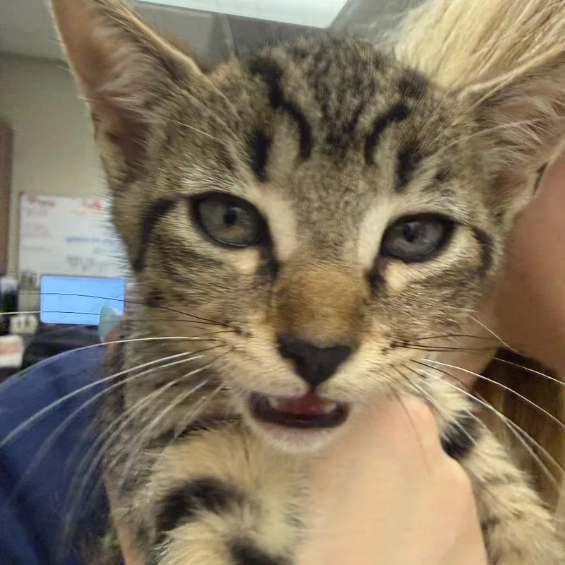 A baby small-sized female Brown / Chocolate Domestic Short Hair cat named Brooke for adoption in Reno, NV