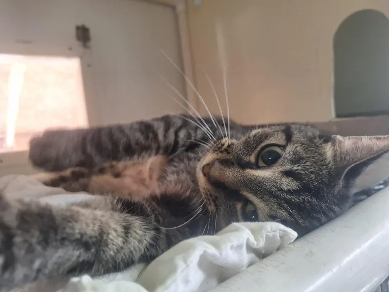 Angel