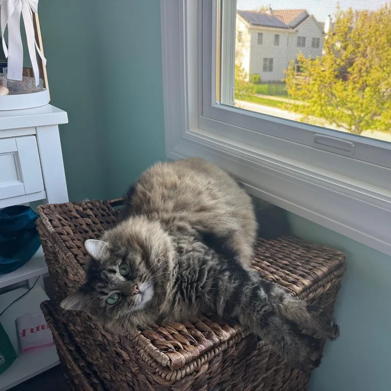 A senior large-sized female Brown / Chocolate Domestic Long Hair cat named Delilah for adoption in Wheeling, IL