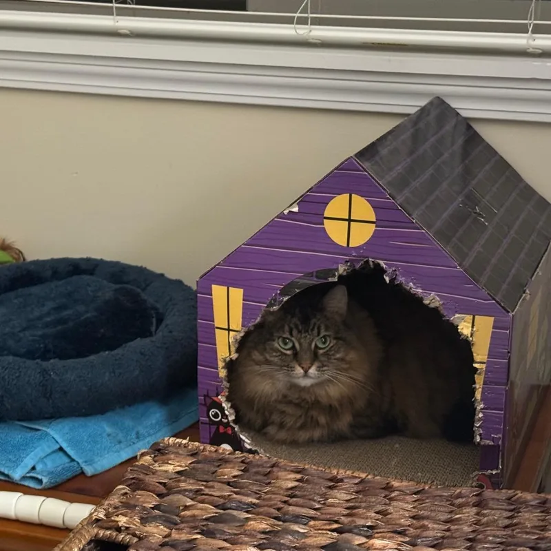 Delilah thumbnail 3