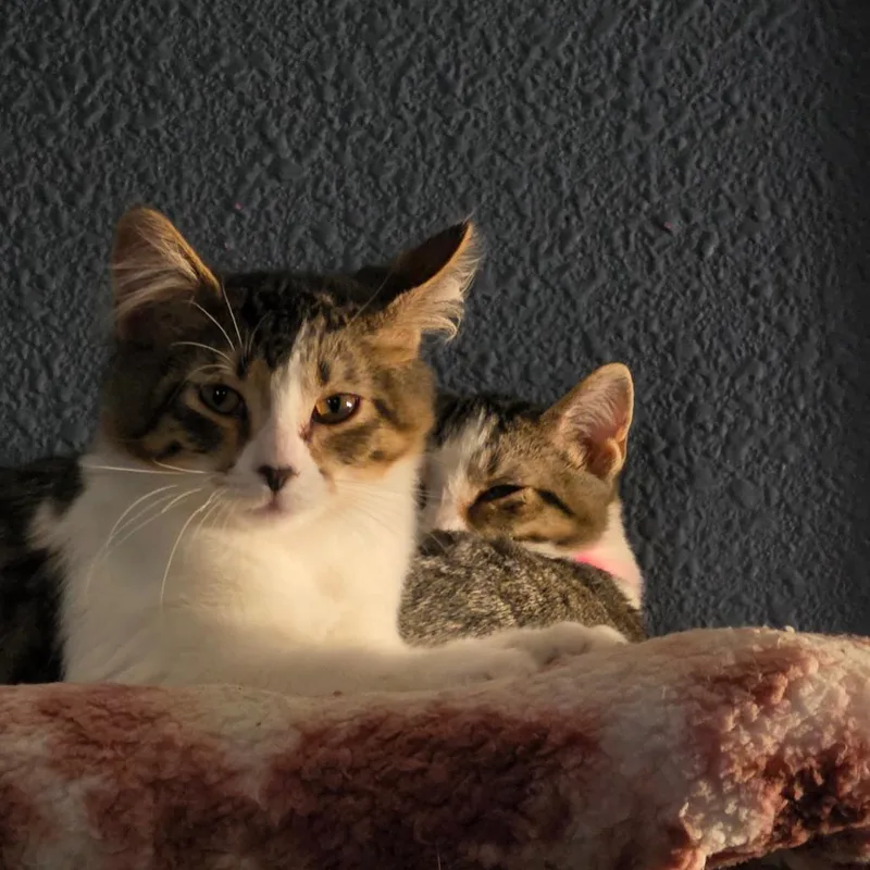 A baby small-sized female Brown / Chocolate Domestic Short Hair cat named Kiwifruit C for adoption in Princeton, MN