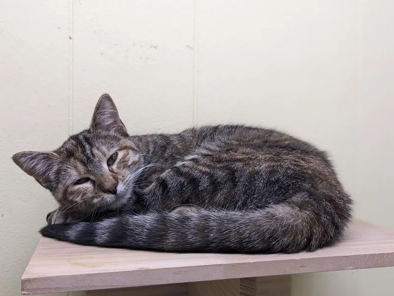 Lucy & Lola thumbnail 2