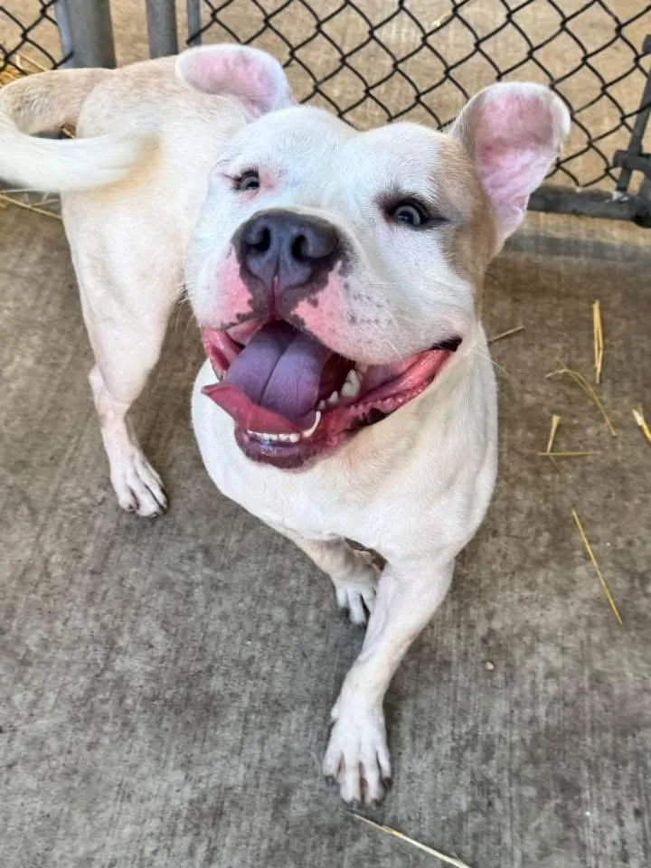 An adult medium-sized male White / Cream Pit Bull Terrier dog named Cassius for adoption in Chicago, IL