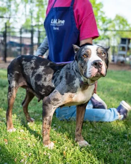An adult large-sized female Mixed Breed dog named Samia for adoption in Chamblee, GA