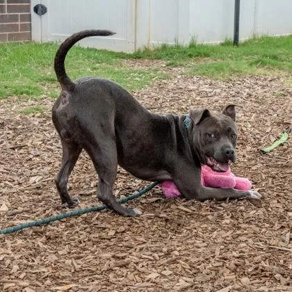An adult large-sized male Mixed Breed dog named Rainey for adoption in Chamblee, GA