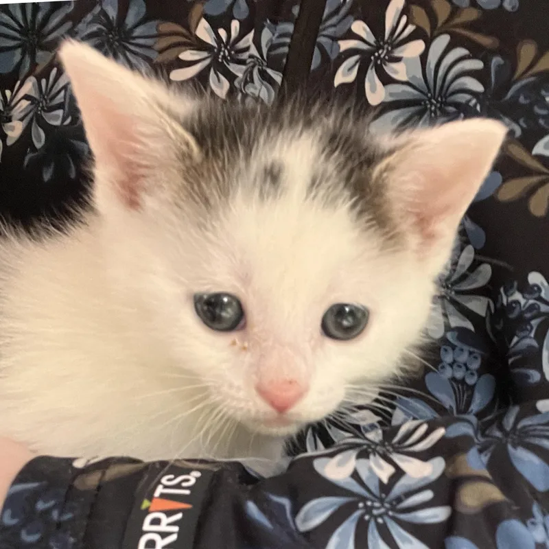 A baby small-sized female Domestic Short Hair cat named Tesla for adoption in Hershey, PA