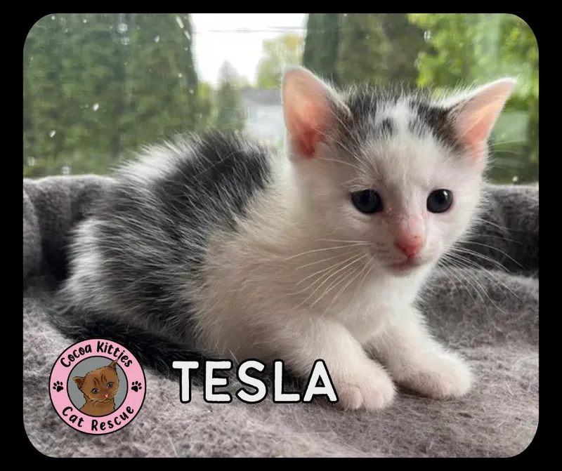 Tesla thumbnail 5