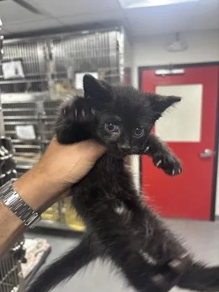 A baby small-sized male Domestic Short Hair cat named Dennis for adoption in West Chester, PA