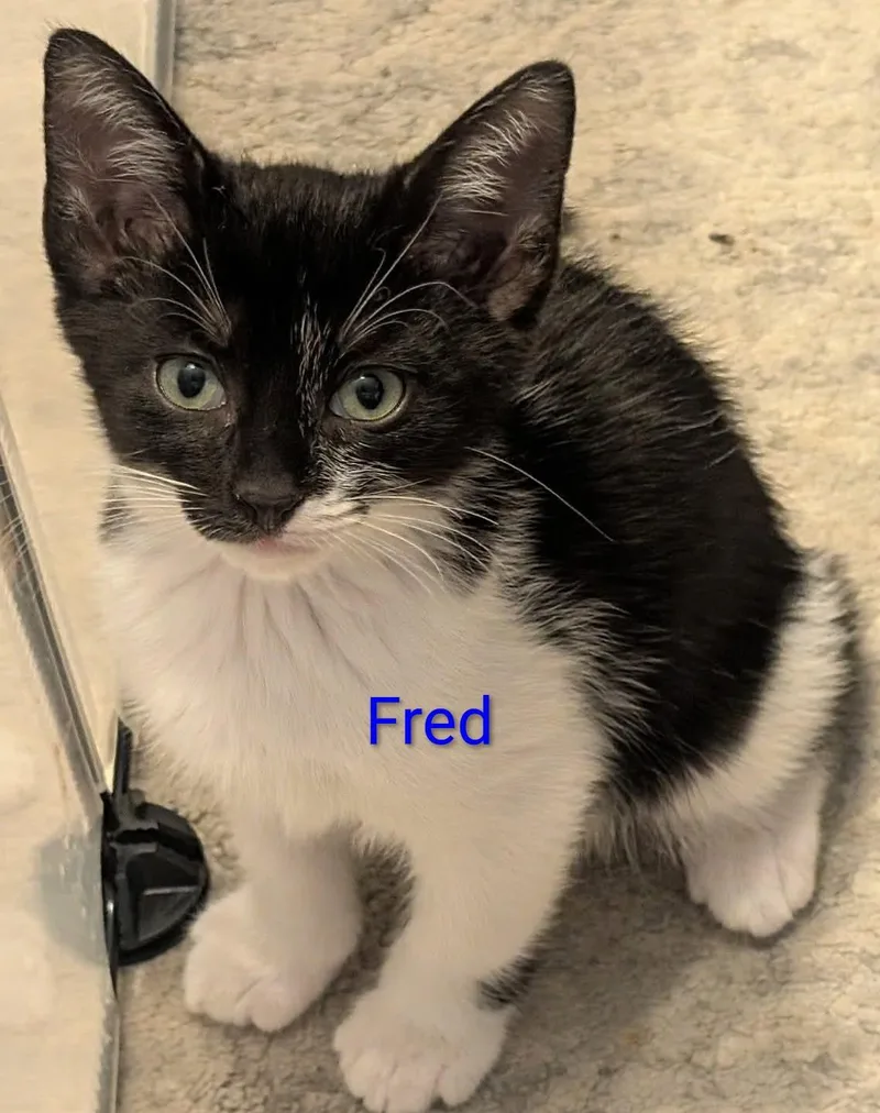 A baby small-sized male White Domestic Medium Hair cat named Fred for adoption in Shrewsbury, MA