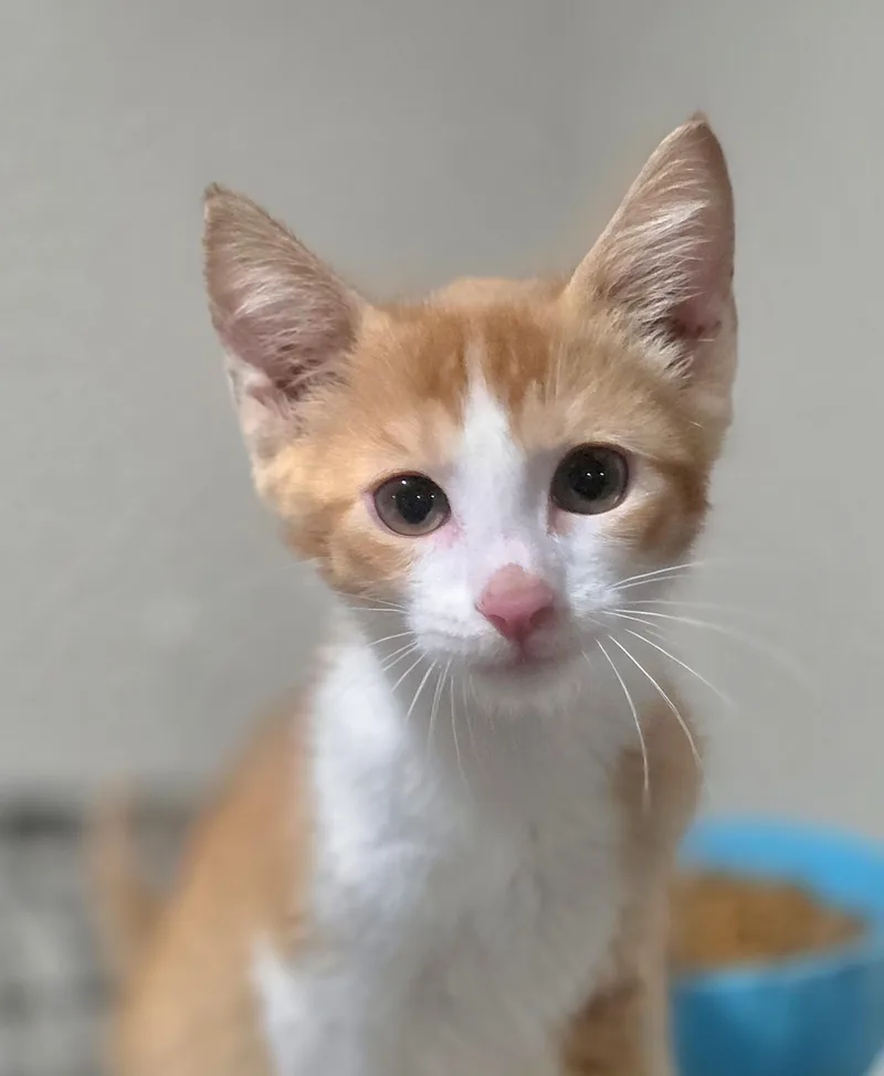 A baby small-sized male Domestic Short Hair cat named Jack for adoption in Rio Linda, CA
