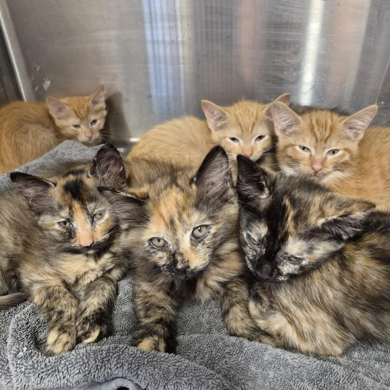 A baby small-sized male Domestic Medium Hair cat named Ellen K____ for adoption in Natick, MA