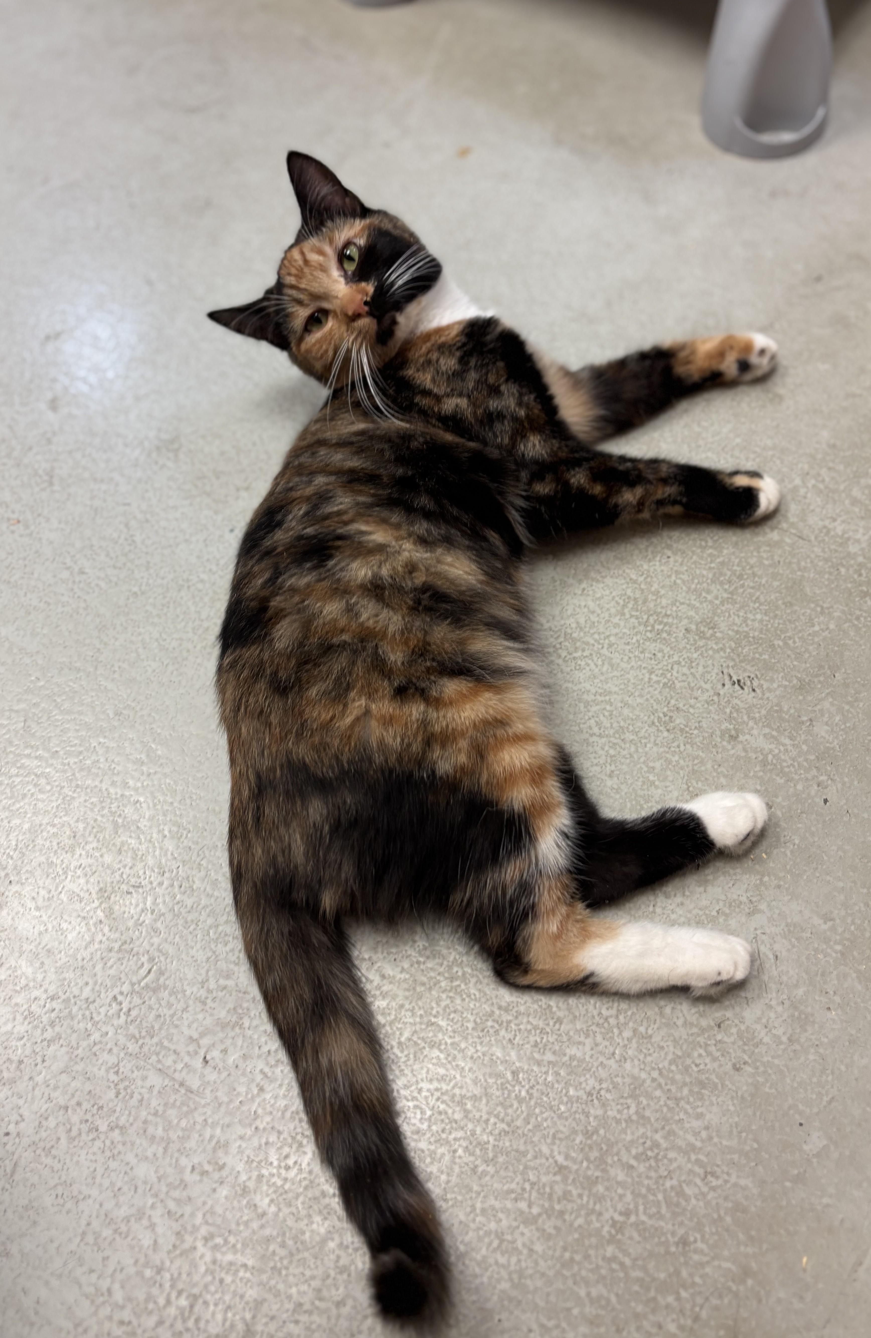 An adult medium-sized female Calico Domestic Short Hair cat named Grapefruit for adoption in Quincy, WA