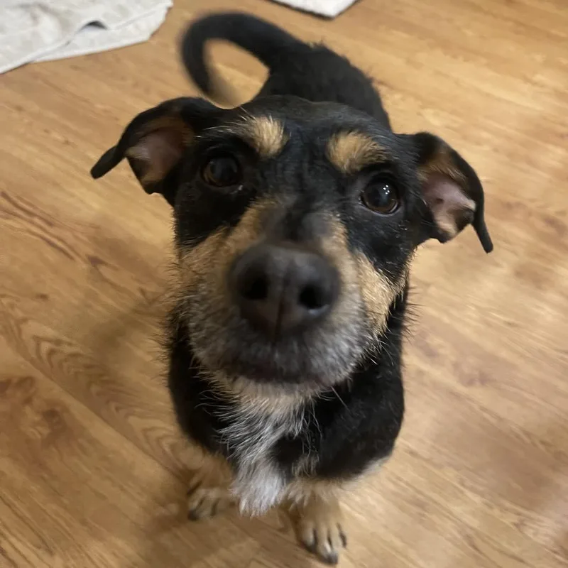 An adult small-sized female Black Chihuahua dog named Twinkie for adoption in Houston, TX