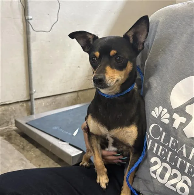An adult small-sized female Miniature Pinscher dog named Oscar for adoption in Camarillo, CA