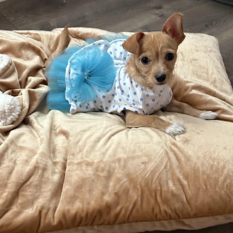 A baby small-sized female Apricot / Beige Chihuahua dog named Corabelle for adoption in Ayden, NC
