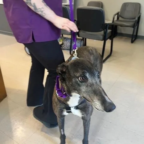 An adult large-sized female Brindle Greyhound dog named Zuri for adoption in Independence, MO