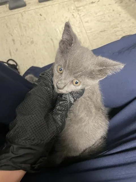 A baby small-sized male Domestic Short Hair cat named Ducky for adoption in Stockton, CA