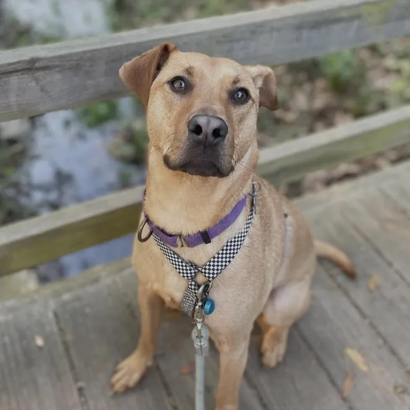An adult medium-sized male Yellow / Tan / Blond / Fawn Labrador Retriever dog named Grog for adoption in Columbia, SC