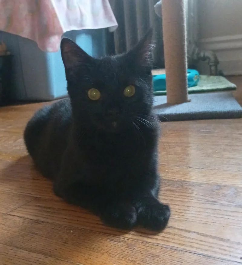 A young medium-sized male Black Domestic Short Hair cat named Tiny for adoption in Catasauqua, PA