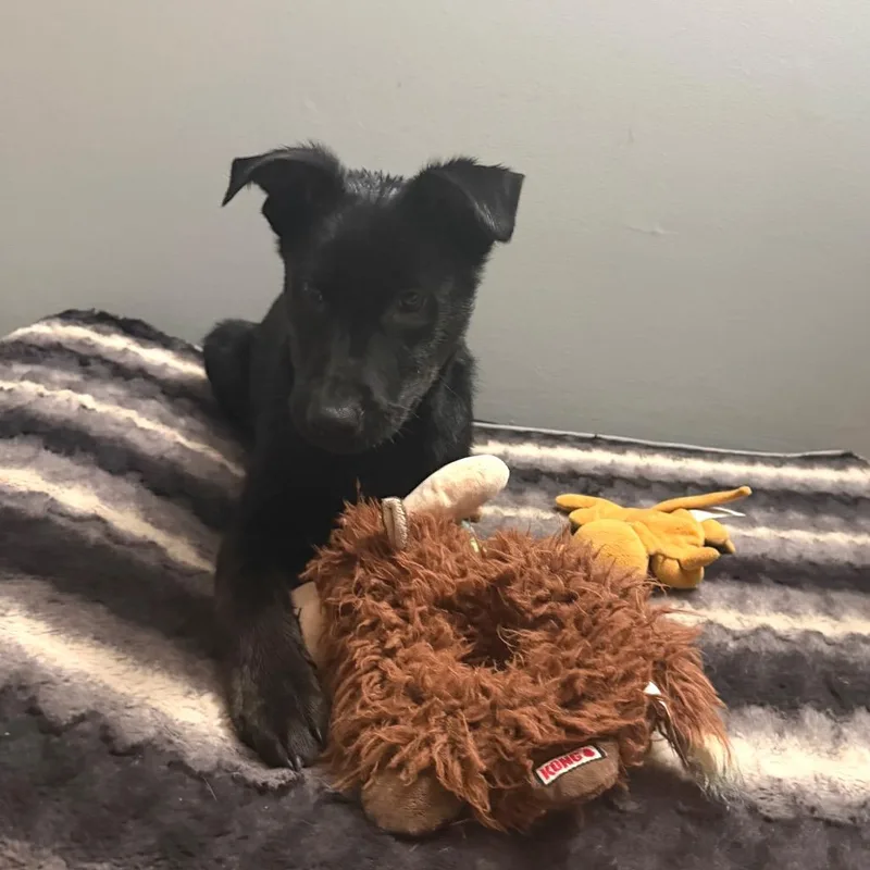 Nighthawk thumbnail 2