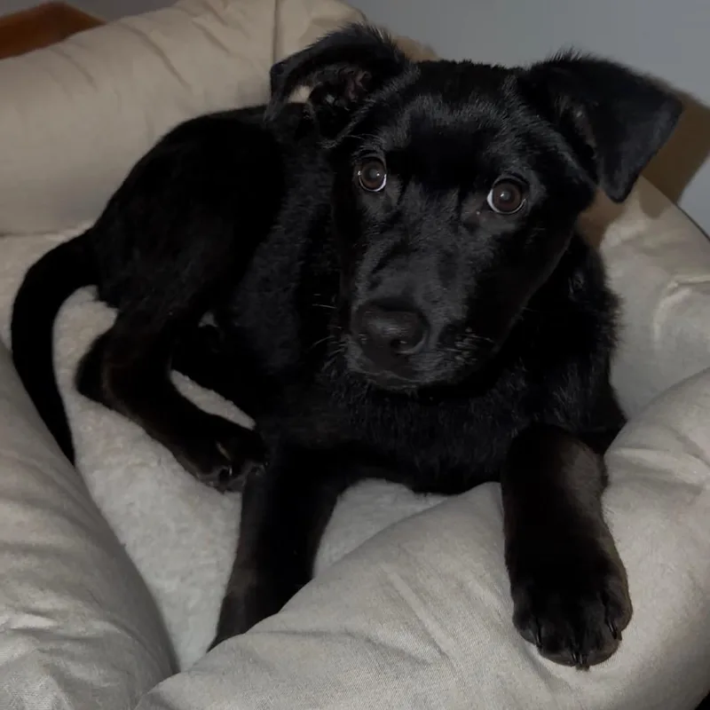 Nighthawk thumbnail 3