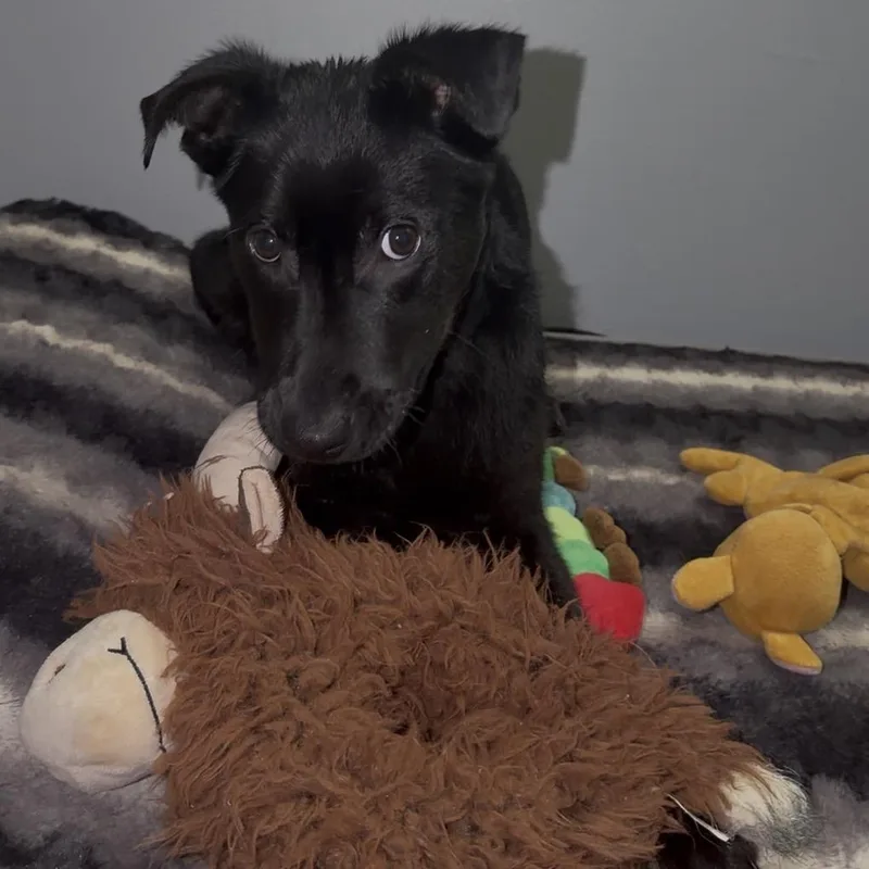 Nighthawk thumbnail 4