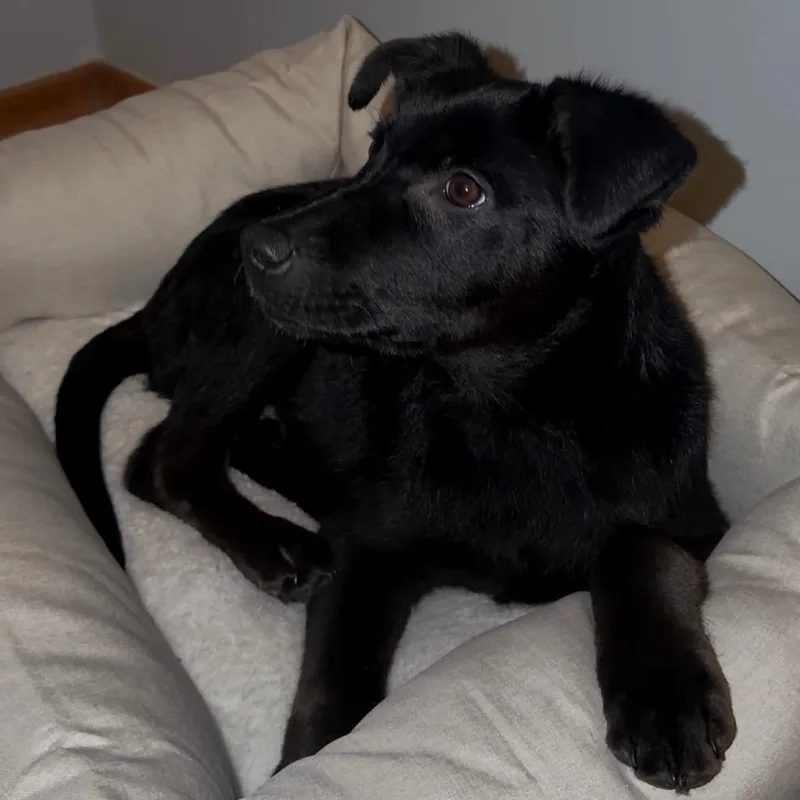 Nighthawk thumbnail 5