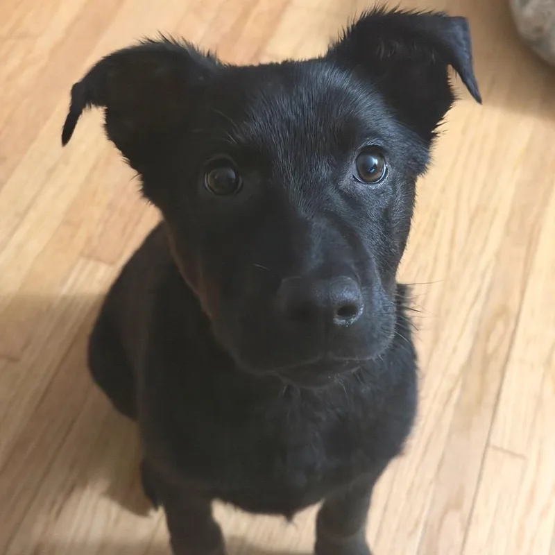 Nighthawk thumbnail 6