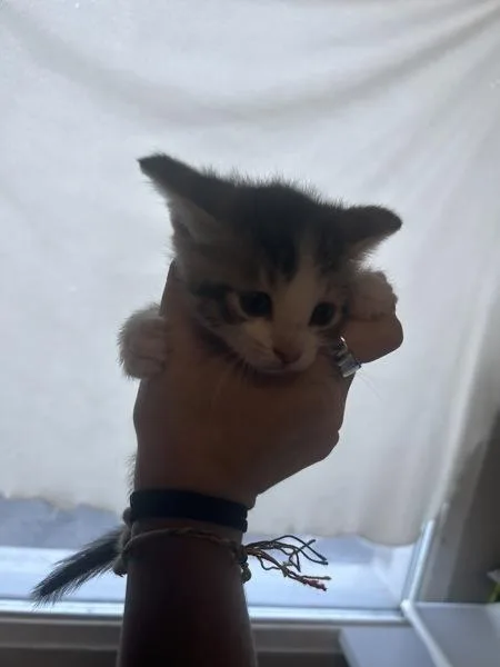 A baby small-sized male Domestic Short Hair cat named Charlie for adoption in Salt Lake City, UT