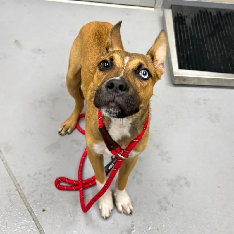 A young medium-sized male Yellow / Tan / Blond / Fawn Mixed Breed dog named StrayForrestRoad for adoption in Columbus, GA