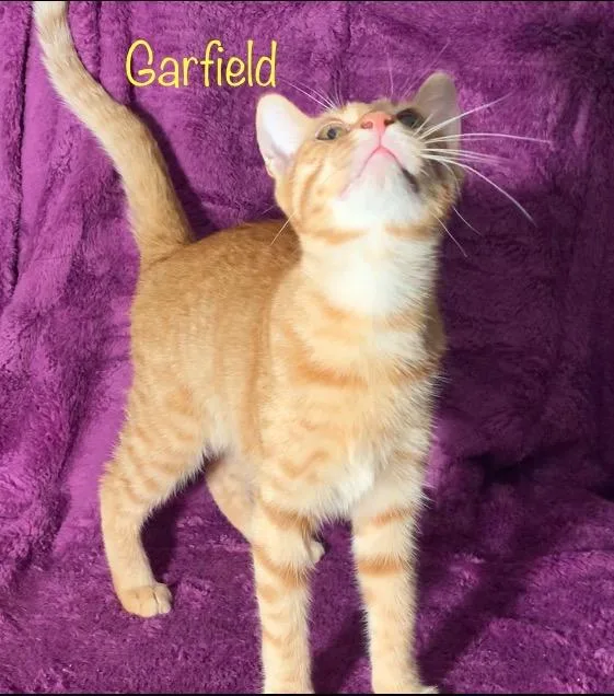 Garfield thumbnail 2