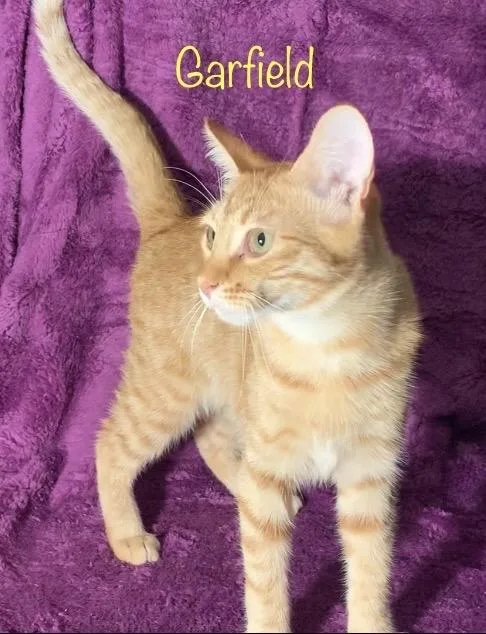 Garfield thumbnail 3