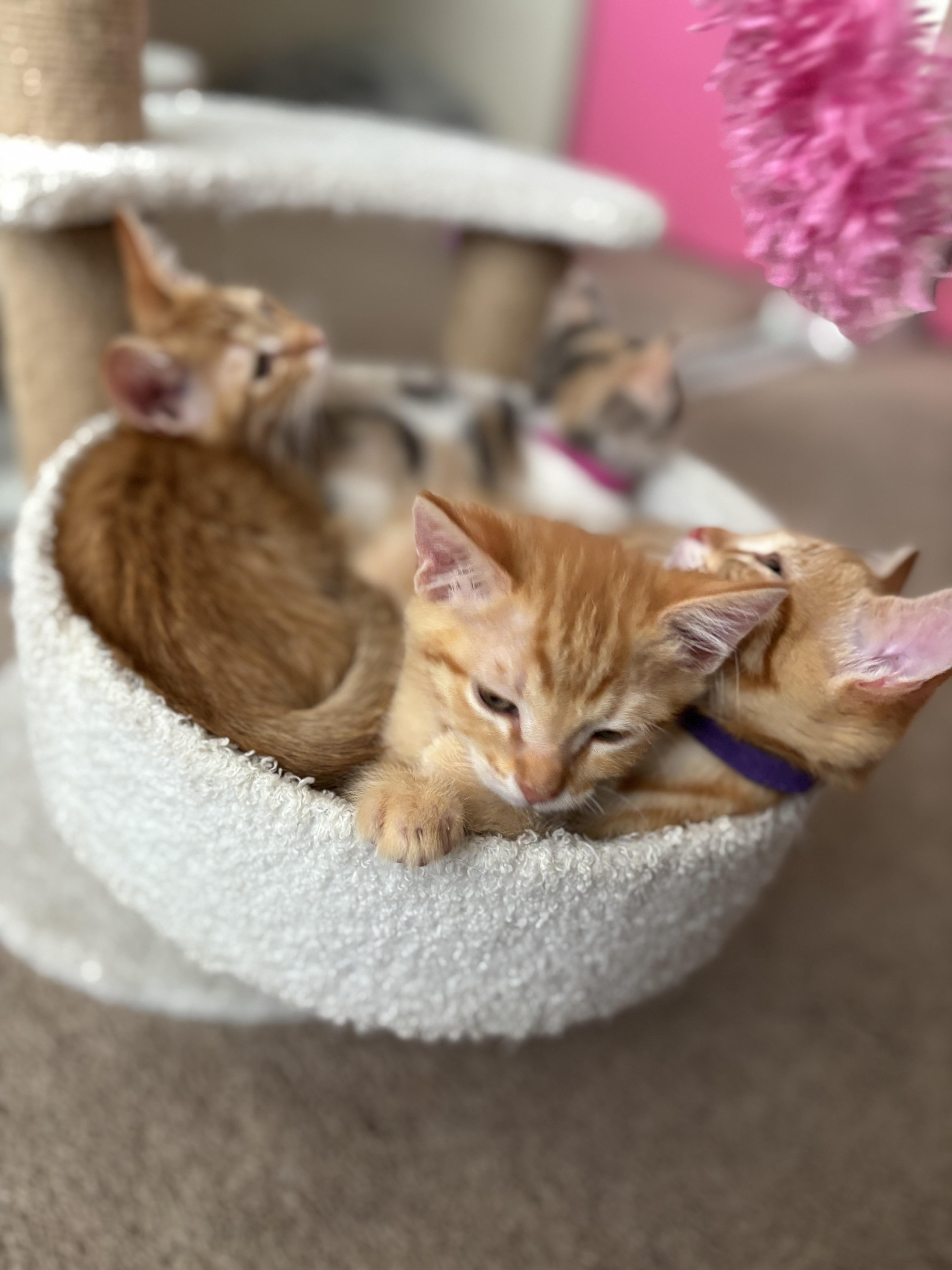 Garfield thumbnail 5
