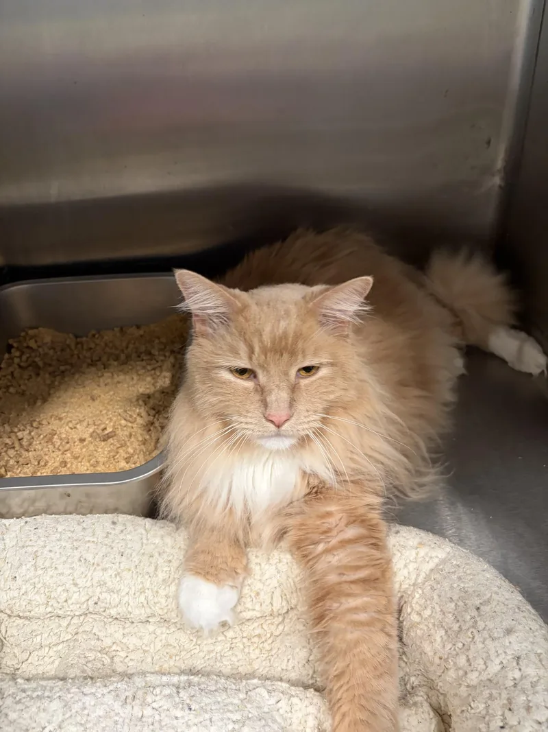 Sherlock "purrlock" Holmes thumbnail 2