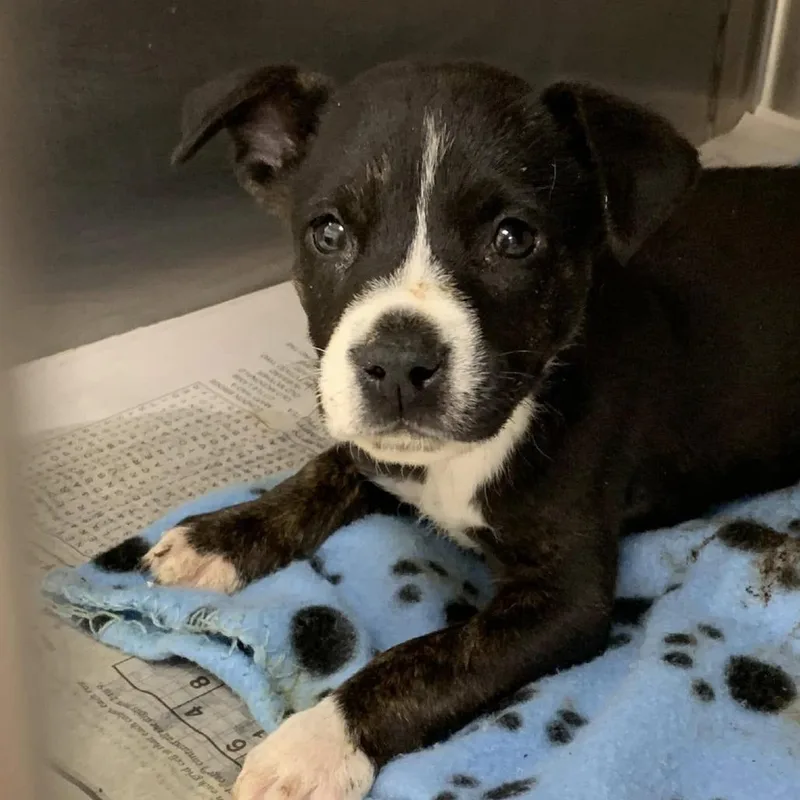 A baby small-sized female Black Terrier dog named Sailor for adoption in Cleveland, MS