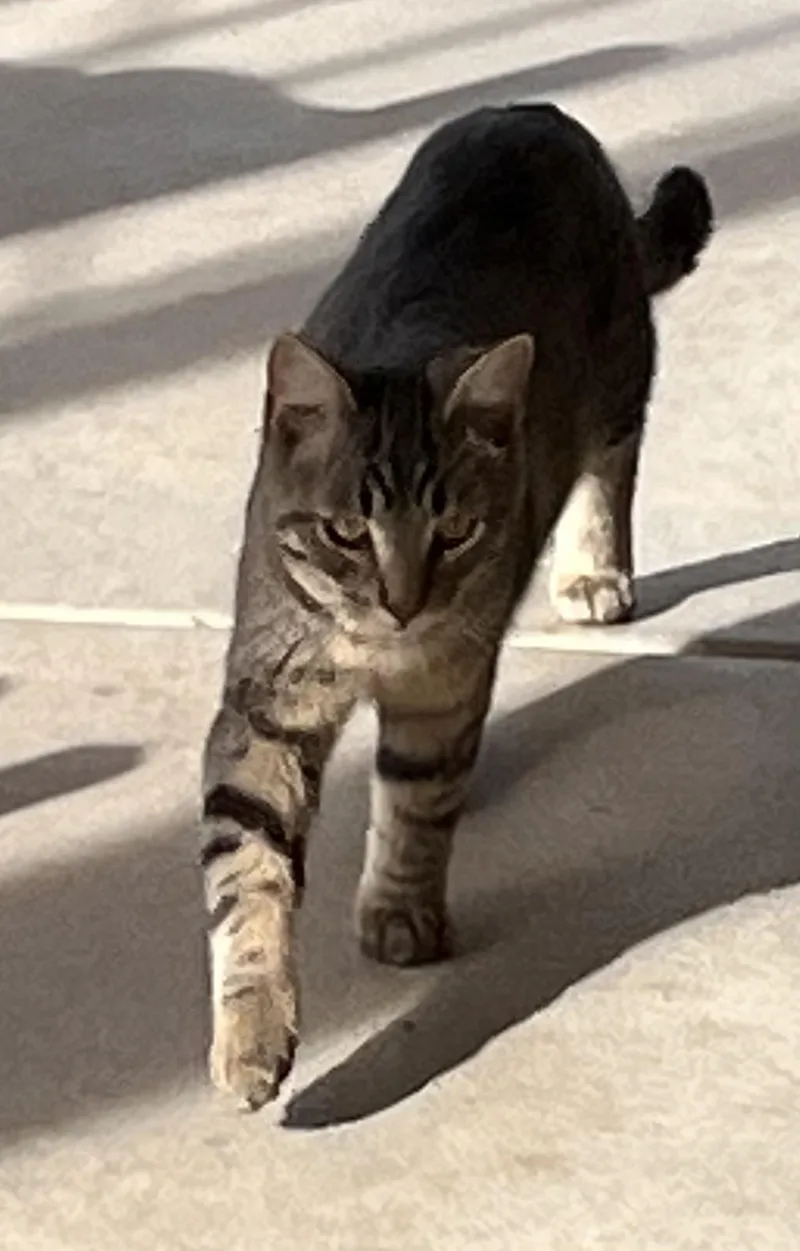 Bert