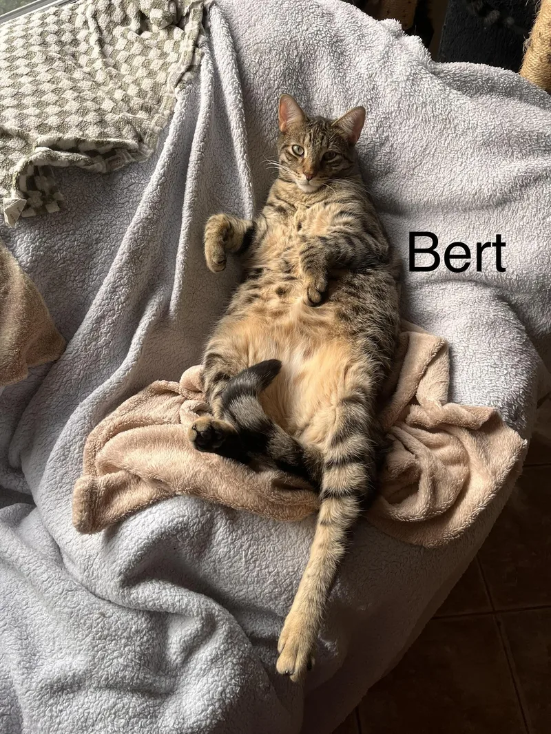 Bert thumbnail 3