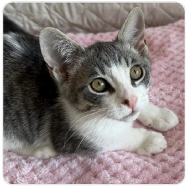 A young medium-sized male Domestic Short Hair cat named Clock for adoption in Healdsburg, CA