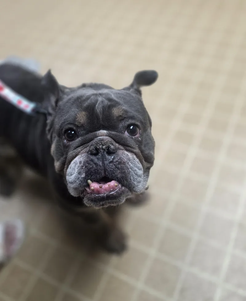 An adult medium-sized female English Bulldog dog named Missy for adoption in merrillville, IN